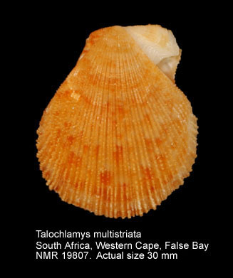 Chlamys tincta.jpg - Talochlamys multistriata(Poli,1795)
